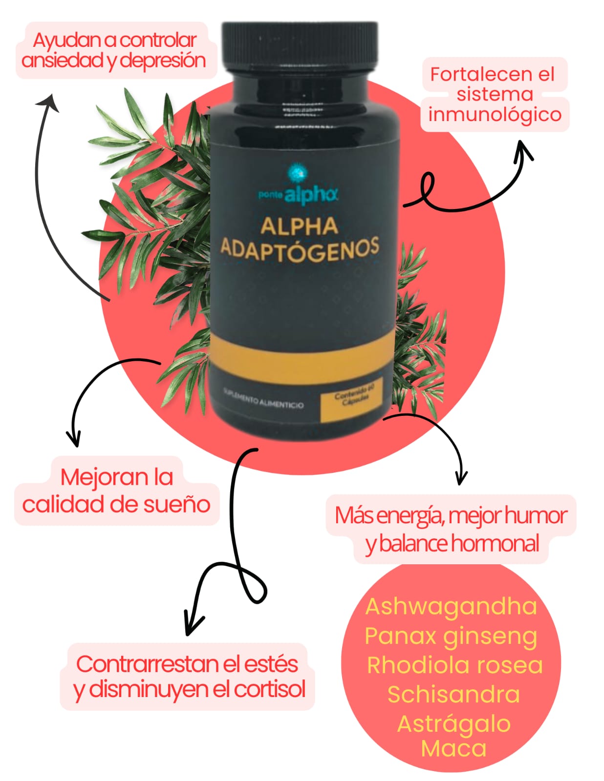 Alpha ADAPTÓGENOS - Image 2